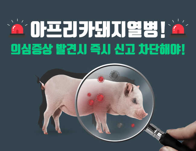 아프리카돼지열병! 의심증상 발견시 즉시 신고 차단해야!