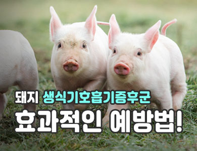 돼지 생식기호흡기증후군 효과적인 예방법!