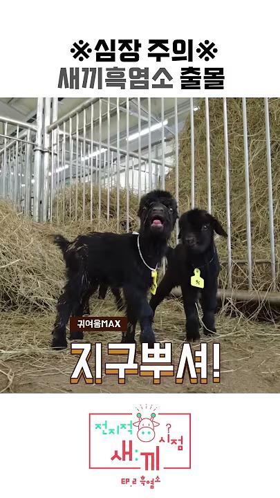※심장 주의※ 새끼흑염소 출몰 귀여움MAX 지구뿌셔! 전지적 새끼 시점 EP 2 흑염소