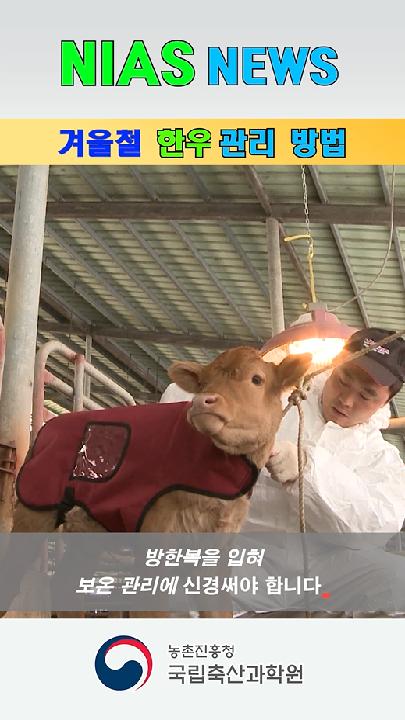 nias news_한우 보증씨수소 선발