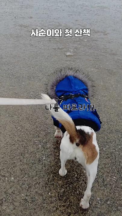 사순이와 첫 산책