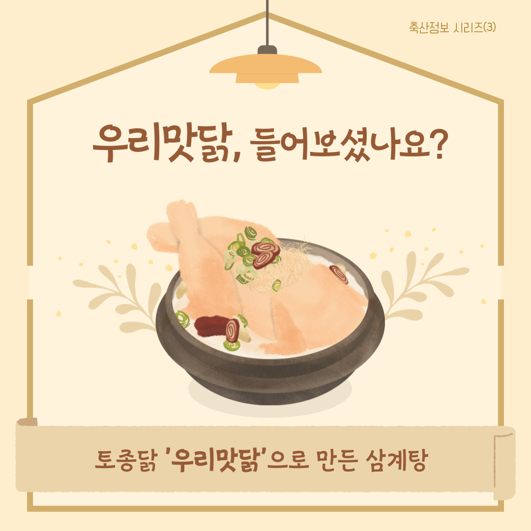 축산정보 시리즈(3) 우리맛닭, 들어보셨나요? 토종닭 '우리맛닭'으로 만든 삼계탕