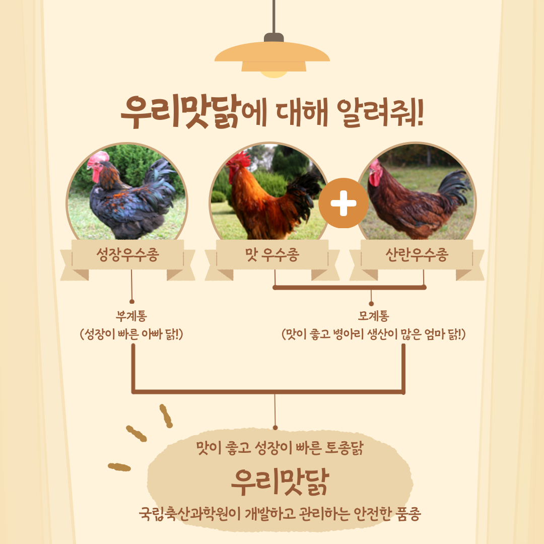 우리맛닭에 대해 알려줘! 자료 : 우리맛닭 모식도 내용 : 성장우수종 부계통과 맛, 산란 우수종 모계통을 가짐. 부계통은 성장이 빠르며 모계통은 맛이 좋고 병아리 생산이 많음. 맛이 좋고 성장이 빠른 토종닭 우리맛닭 국립축산과학원이 개발하고 관리하는 안전한 품종