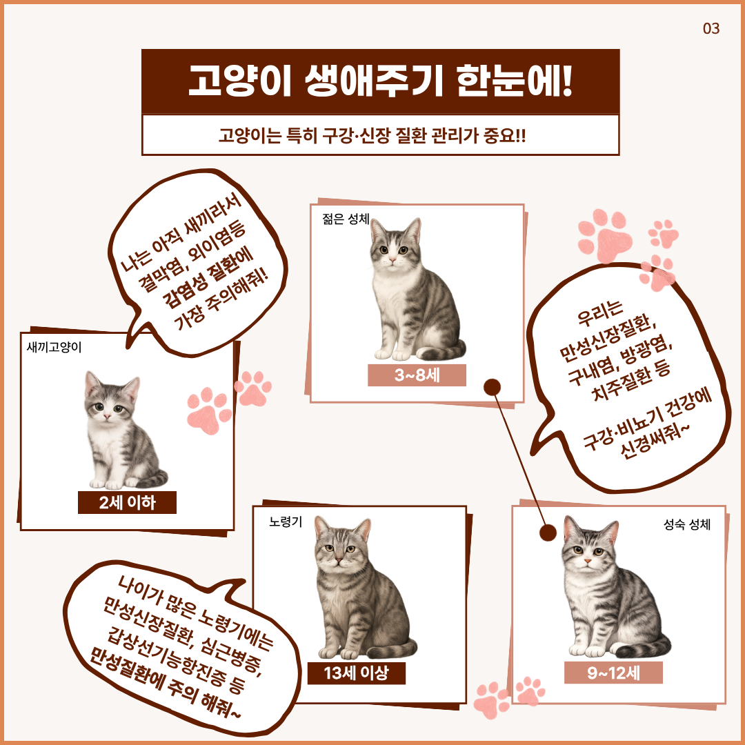 고양이 생애주기 한눈에! 고양이는 특히 구강.신장 질환 관리가 중요! 새끼고양이(2세이하)나는 아직 새끼라서 결막염, 외이염등 감염성 질환에 가장 주의해줘! 젊은성체(3-8세),성숙성체(9-12세)우리는 만성신장질환, 구내염, 방광염, 치주질환 등 구강,비뇨기 건강에 신경써줘~ 노령기(13세이상)나이가 많은 노령기에는 만성신장질환, 심근병증, 갑상선기능항진증 등 만성질환에 주의해줘~