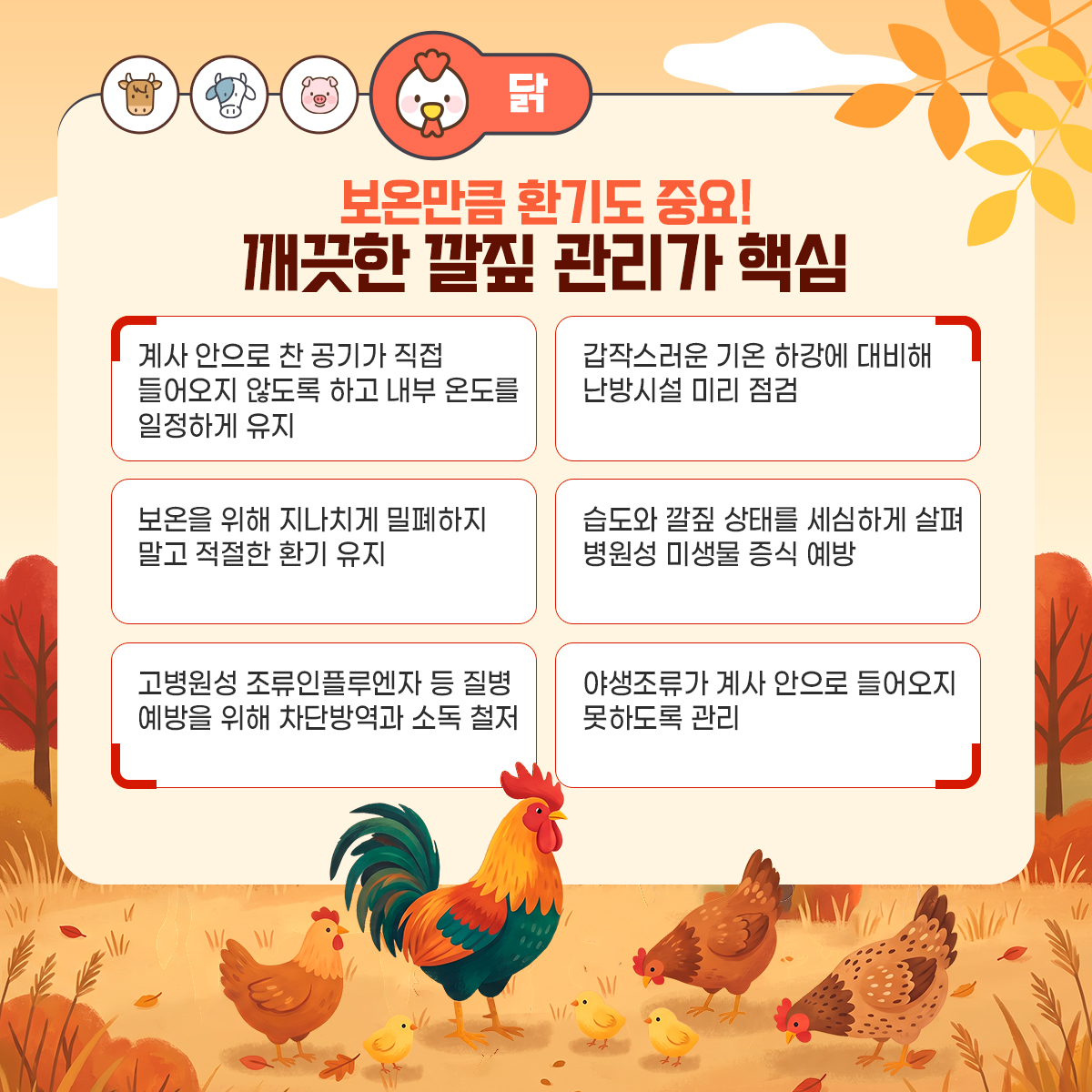 닭
보온만큼 환기도 중요, 깨끗한 깔짚 관리가가 핵심
- 계사 안으로 찬 공기가 직접 들어오지 않도록 하고 내부 온도를 일정하게 유지
- 갑작스러운 기온 하강에 대비해 난방시설 미리 점검
- 보온을 위해 지나치게 밀폐하지 말고 적절한 환기 유지
- 습도와 깔짚 상태를 세심하게 살펴 병원성 미생물 증식 예방
- 고병원성 조류인플루엔자 등 질병 예방을 위해 차단방역과 소독 철저
- 야생조류가 계사 안으로 들어오지 못하도록 관리