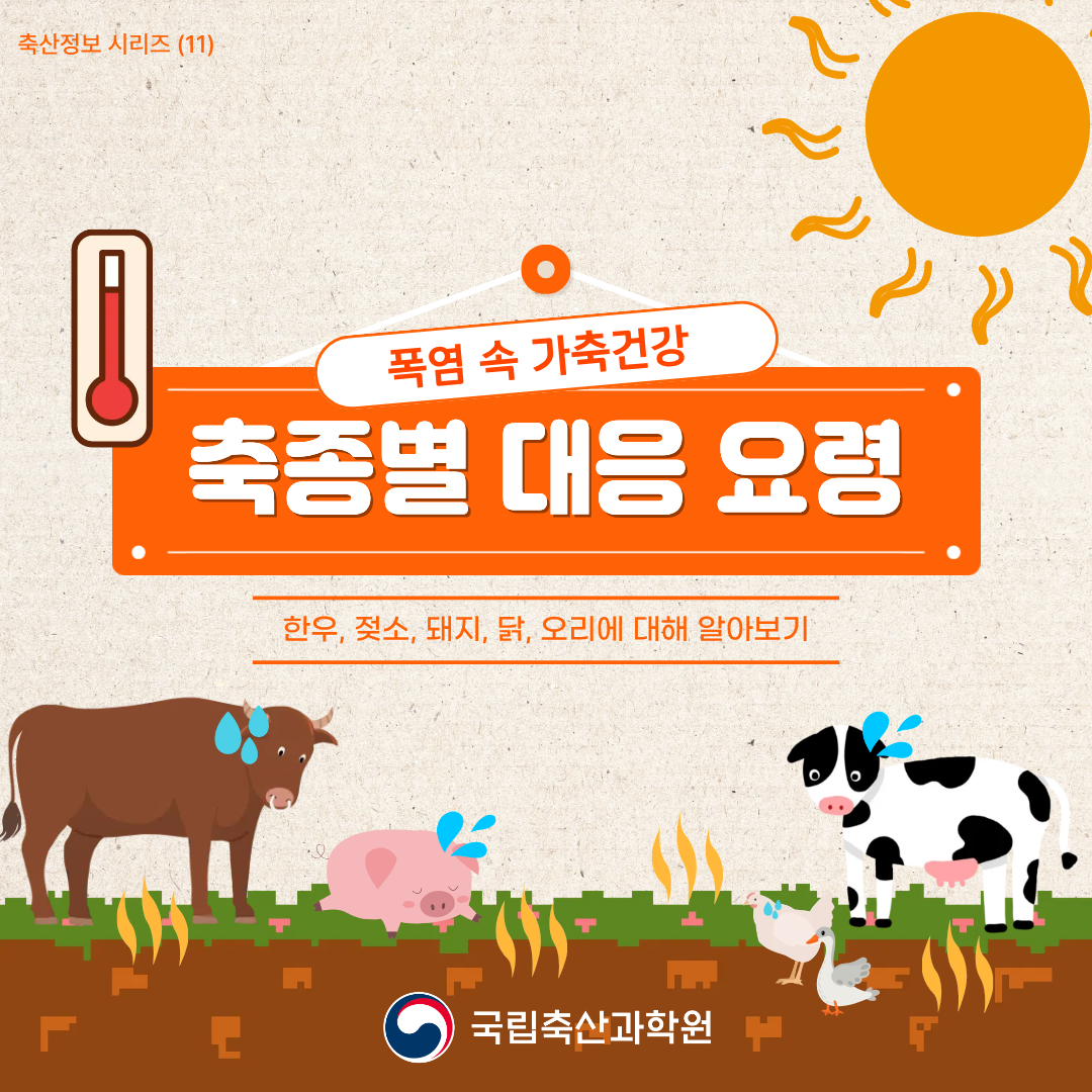 축산정보 시리즈(11) 폭염 속 가축건강 축종별 대응 요령 한우, 젖소, 돼지, 닭, 오리에 대해 알아보기 국립축산과학원