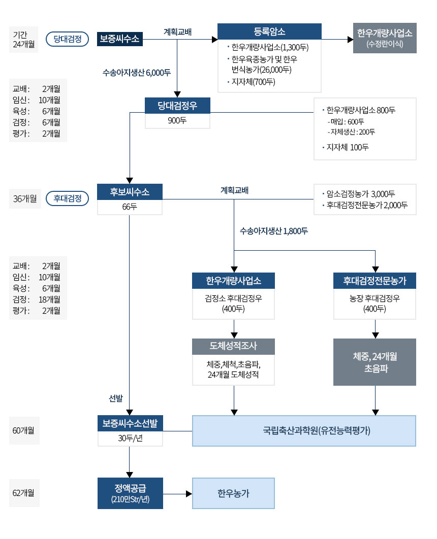 [씨수소 선발방법 - 한우] 당대검정과 후대검정 과정으로 이루어져있다. 당대검정의 기간은 24개월으로 보증씨수소를 계획교배한다. 등록암소는 한우개량사업소 1,300두, 한우육종농가 및 한우번식농가 26,000두, 지자체 700두이다. 한우개량사업소에서 수정란이식을 진행한다. 또한 보증씨수소에서 수송아지 6,000두를 생산한다. 당대검정우는 한우개량사업소에서 800두(매입 600두, 자체생산 200두), 지자체 100두로 총 900두를 선정한다. 이때 교배 2개월, 임신 10개월, 육성 6개월, 검정 6개월, 평가 2개월이 소요된다. 이후 36개월동안 후대검정을 통하여 후보씨수소 66두를 선정한다. 이를 암소검정농가에서 3,000두, 후대검정전문농가에서 2,000두를 계획교배하여 수송아지 1,800두를 생산한다. 생산된 수송아지는 한우개량사업소에서 검정소 후대검정우로 400두를 선정하고 체중, 체척, 초음파 등 24개월 도체성적을 조사한다. 또한 후대검정전문농가에서도 마찬가지로 농장 후대검정우 400두를 선정하고 체중, 24개월 초음파를 확인한다. 해당 과정은 교배 2개월, 임신 10개월, 육성 6개월, 검정 18개월, 평가 2개월 소요된다. 이후 국립축산과학원에서 60개월동안 유전능력평가를 통하여 보증씨수소 30두/년을 선발한다. 그리고 해당 보증씨수소에서 정액을 공급받아 한우 농가로 제공한다. 이때 정액 공급량은 210만Str/년이며 62개월 소요된다.