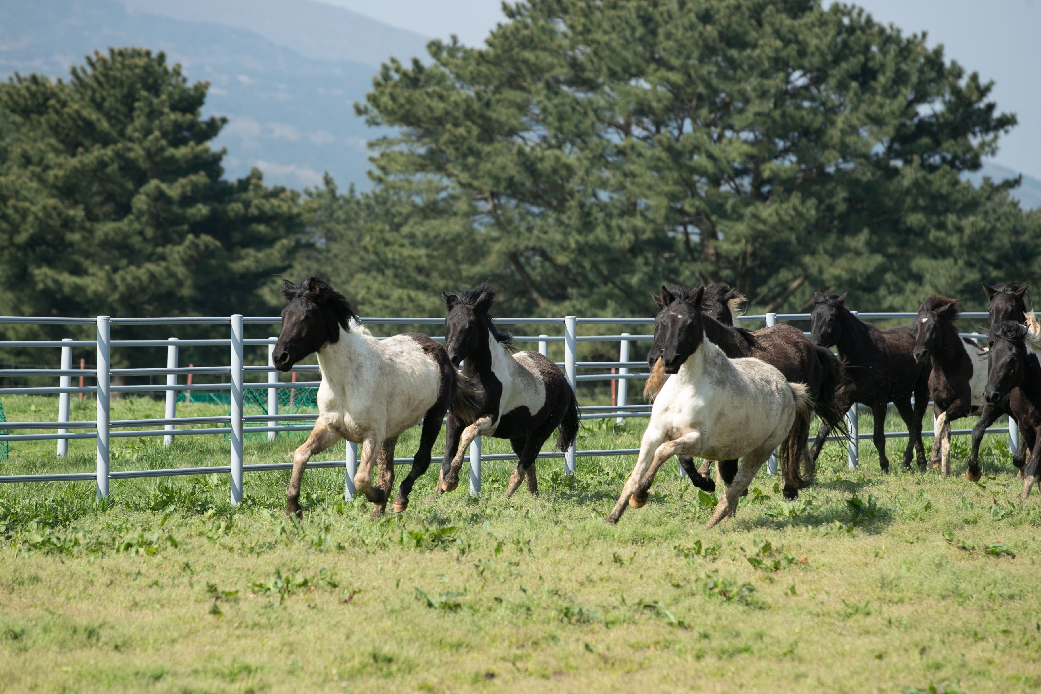 RDA승용마 방목(2024.04.09) 사진2