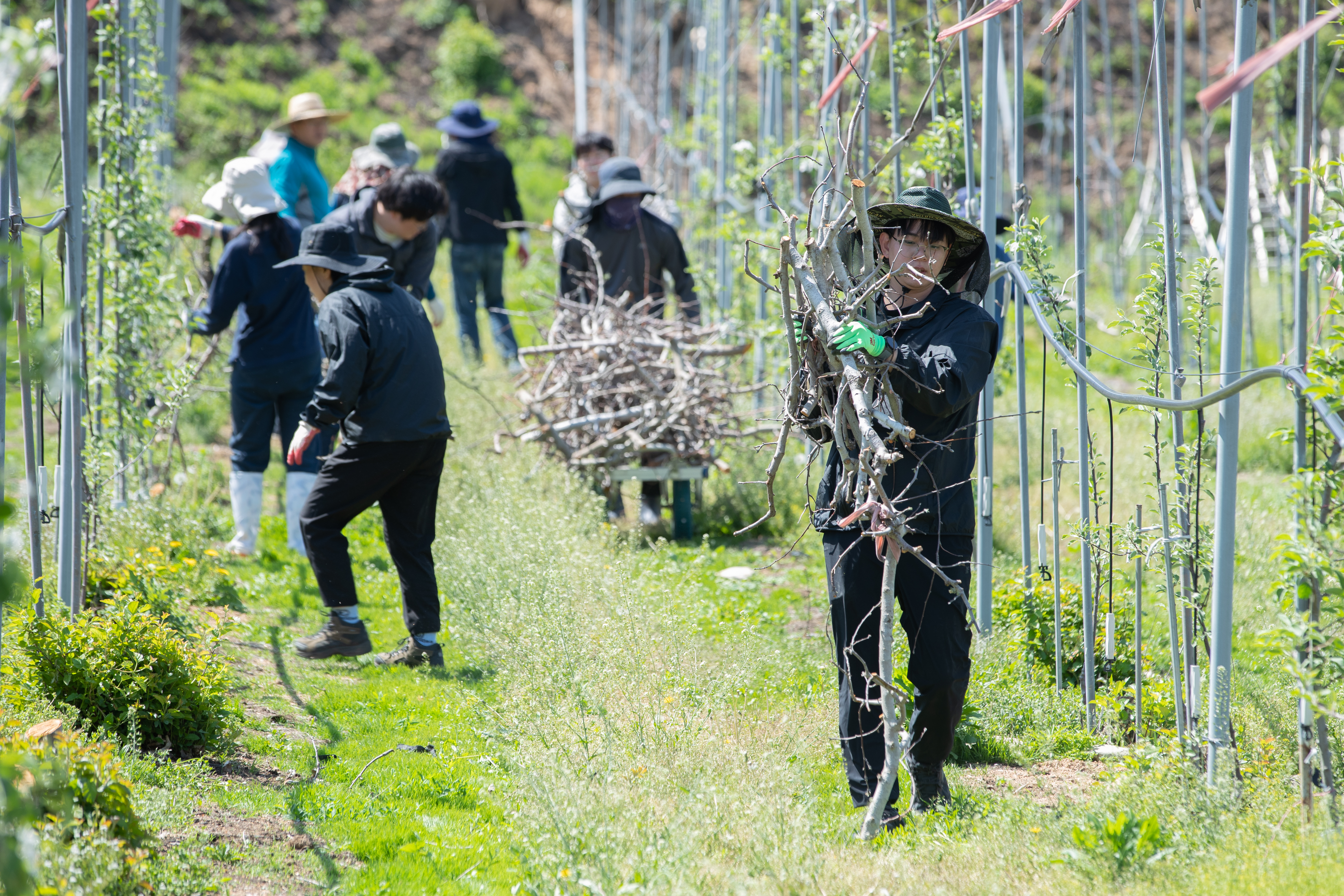 산불 피해지역 영농재개 일손돕기(2025.04.30) 사진3
