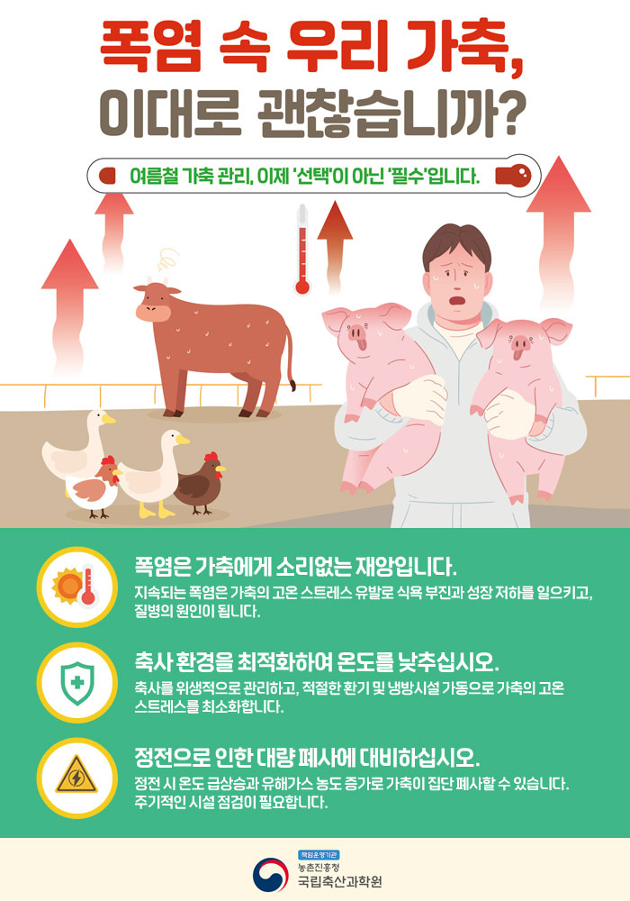 폭염 속 우리 가축, 이대로 괜찮습니까? 여름철 가축 관리, 이제 선택이 아닌 필수입니다. 폭염은 가축에게 소리없는 재앙입니다. 지속되는 폭염은 가축의 고온 스트레스 유발로 식욕 부진과 성장 저하를 일으키고, 질병의 원인이 됩니다. 축사 환경을 최적화하여 온도를 낮추십시오. 축사를 위생적으로 관리하고, 적절한 환기 및 냉방시설 가동으로 가축의 고온 스트레스를 최소화합니다. 정전으로 인한 대량 폐사에 대비하십시오. 정전 시 온도 급상승과 유해가스 농도 증가로 가축이 집단 폐사할 수 있습니다. 주기적인 시설 점검이 필요합니다. 책임운영기관 농촌진흥청 국립축산과학원